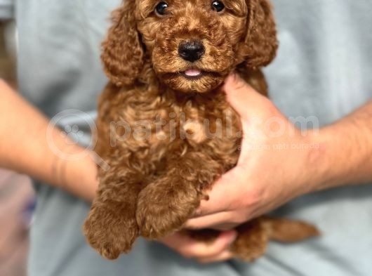 Çiftliğimizden Toy Poodle Bebekler görsel
