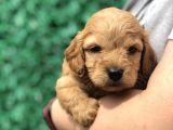 Red Brown Maltıpoo Yavrumuz