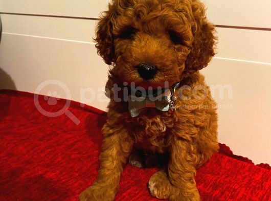 Toy Poodle Red 50 Günlük Erkek Yavrularımız görsel