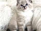 Safkan Ragdoll Bebekler