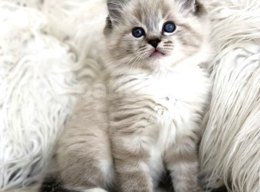 Safkan Ragdoll Bebekler görsel