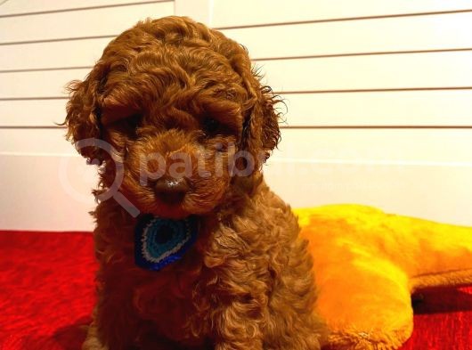 Toy Poodle Red 50 Günlük Erkek Yavrularımız görsel