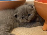 British Long Hair Ve Scottish Fold’un Yavruları