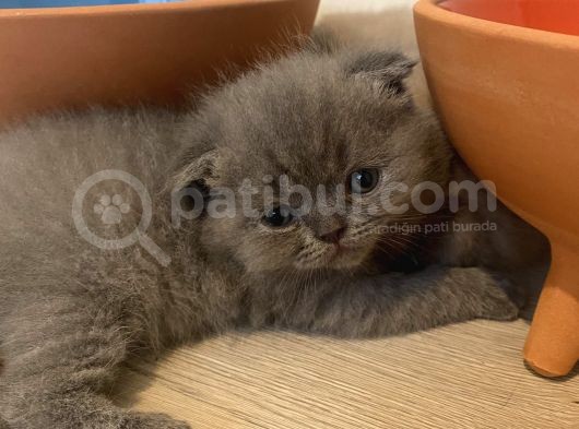 British Long Hair Ve Scottish Fold’un Yavruları
