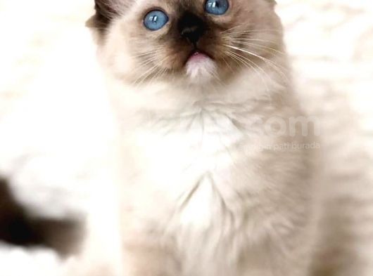 Ragdoll Safkan Yavrular görsel