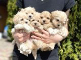 Dizayn Irk Sevimli Maltipoo Yavrular