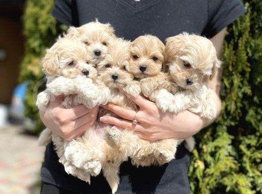 Dizayn Irk Sevimli Maltipoo Yavrular görsel