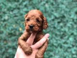 Dizayn Irk Maltıpoo Yavrularımız