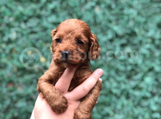 Dizayn Irk Maltıpoo Yavrularımız görsel