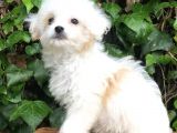 Mükemmel Görüntüsü Ile Dizayn Irk Morkie Yavrumuz