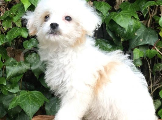 Mükemmel Görüntüsü Ile Dizayn Irk Morkie Yavrumuz görsel