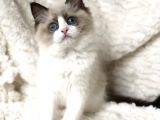 Safkan Ragdoll Bebekler