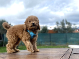3.5 Aylık Tüm Eğitimleri Tam Toy Poodle Yavru