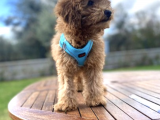 3.5 Aylık Tüm Eğitimleri Tam Toy Poodle Yavru