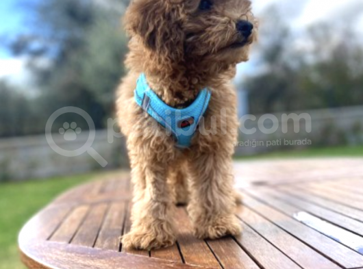 3.5 Aylık Tüm Eğitimleri Tam Toy Poodle Yavru görsel
