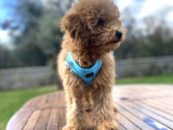 3.5 Aylık Tüm Eğitimleri Tam Toy Poodle Yavru
