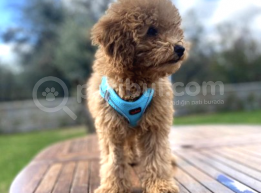 3.5 Aylık Tüm Eğitimleri Tam Toy Poodle Yavru görsel