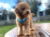 3.5 Aylık Tüm Eğitimleri Tam Toy Poodle Yavru