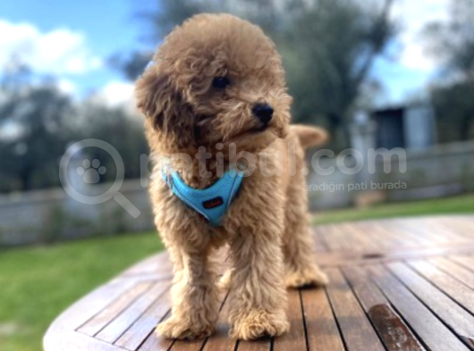 3.5 Aylık Tüm Eğitimleri Tam Toy Poodle Yavru görsel