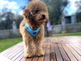 3.5 Aylık Tüm Eğitimleri Tam Toy Poodle Yavru