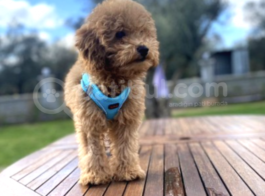 3.5 Aylık Tüm Eğitimleri Tam Toy Poodle Yavru görsel