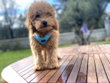 3.5 Aylık Tüm Eğitimleri Tam Toy Poodle Yavru