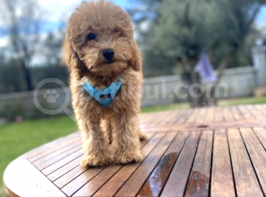 3.5 Aylık Tüm Eğitimleri Tam Toy Poodle Yavru görsel