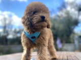 3.5 Aylık Tüm Eğitimleri Tam Toy Poodle Yavru