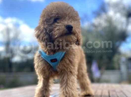 3.5 Aylık Tüm Eğitimleri Tam Toy Poodle Yavru görsel
