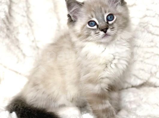 Safkan Ragdoll Bebekler görsel