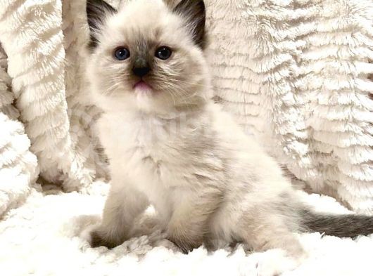 Ragdoll Safkan Yavrular görsel