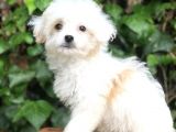 Mükemmel Görüntüsü Ile Dizayn Irk Morkie Yavrumuz