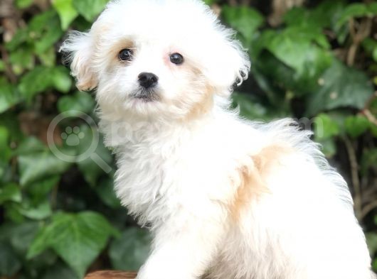 Mükemmel Görüntüsü Ile Dizayn Irk Morkie Yavrumuz