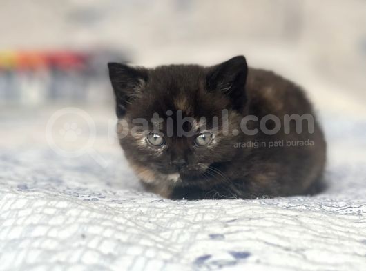 Mama Karşılığı Bebekler  görsel