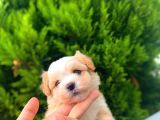 Safkan Di̇si̇ Erkek İrk Garanti̇li̇ Malti̇poo Yavrulari̇mi̇z