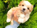 Safkan Di̇si̇ Erkek İrk Garanti̇li̇ Malti̇poo Yavrulari̇mi̇z