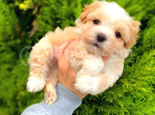 Safkan Di̇si̇ Erkek İrk Garanti̇li̇ Malti̇poo Yavrulari̇mi̇z