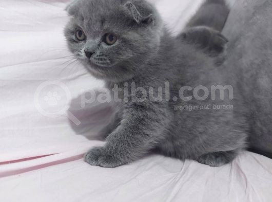 Güzel Huylu Kedilerimin Güzel Kedileri görsel