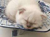 British Shorthair Ve Scotish Blue Point
