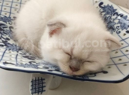 British Shorthair Ve Scotish Blue Point görsel