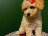2,5 Aylık Sevimli Toy Poodle Yavrularımız