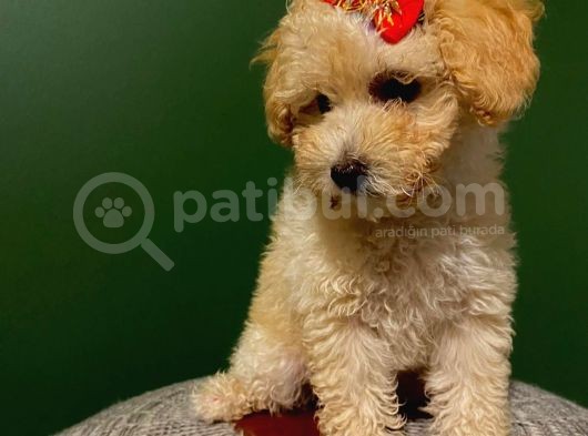 2,5 Aylık Sevimli Toy Poodle Yavrularımız görsel