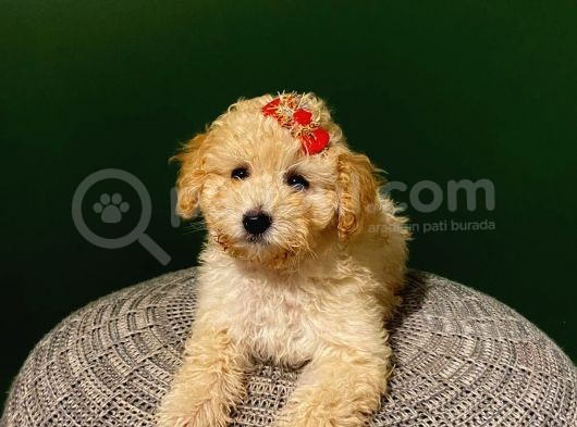 2,5 Aylık Sevimli Toy Poodle Yavrularımız