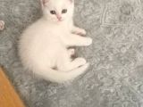 British Shorthair Ve Scotish Blue Point