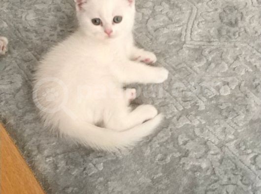 British Shorthair Ve Scotish Blue Point görsel