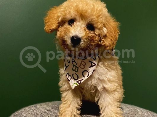 2,5 Aylık Sevimli Toy Poodle Yavrularımız görsel