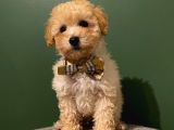 2,5 Aylık Sevimli Toy Poodle Yavrularımız