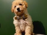 2,5 Aylık Sevimli Toy Poodle Yavrularımız