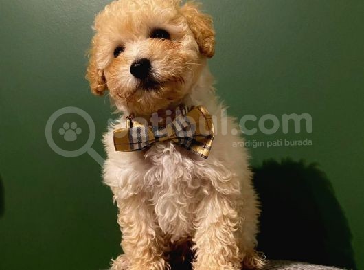 2,5 Aylık Sevimli Toy Poodle Yavrularımız görsel