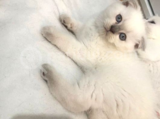 British Shorthair Ve Scotish Blue Point görsel